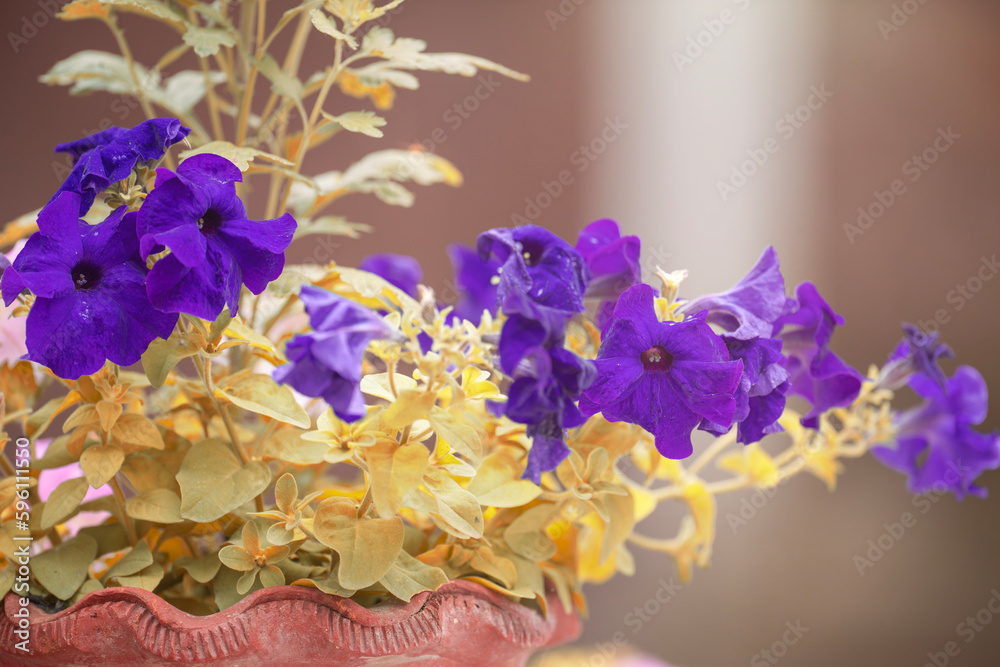 Fototapeta premium Purple Petonia plant in garden