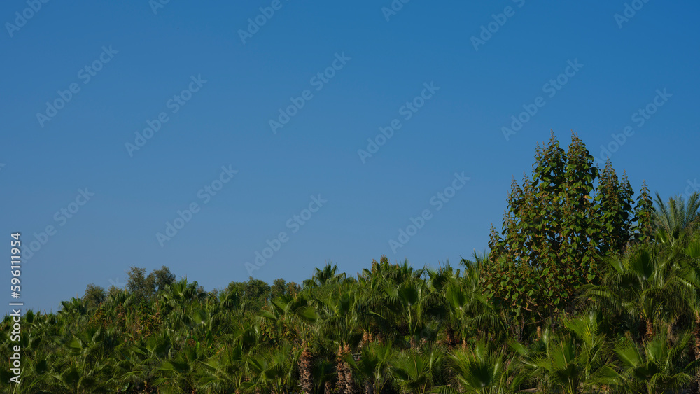 beautiful trees and sky on a sunny day