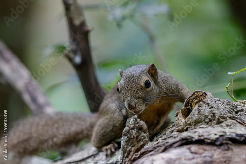 Common tree squirrel