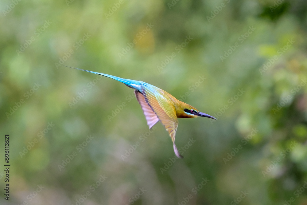 Obraz premium bee-eater in mid-flight.