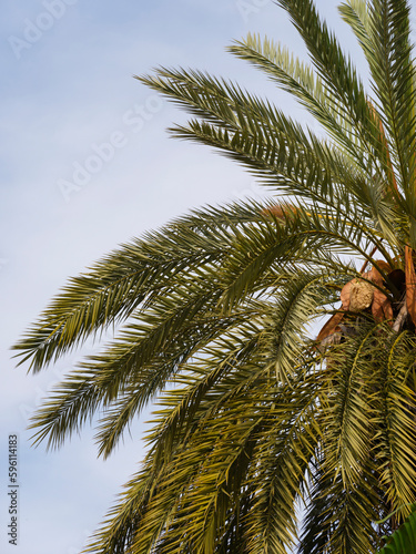 Fototapeta Naklejka Na Ścianę i Meble -  beautiful palm tree and sky