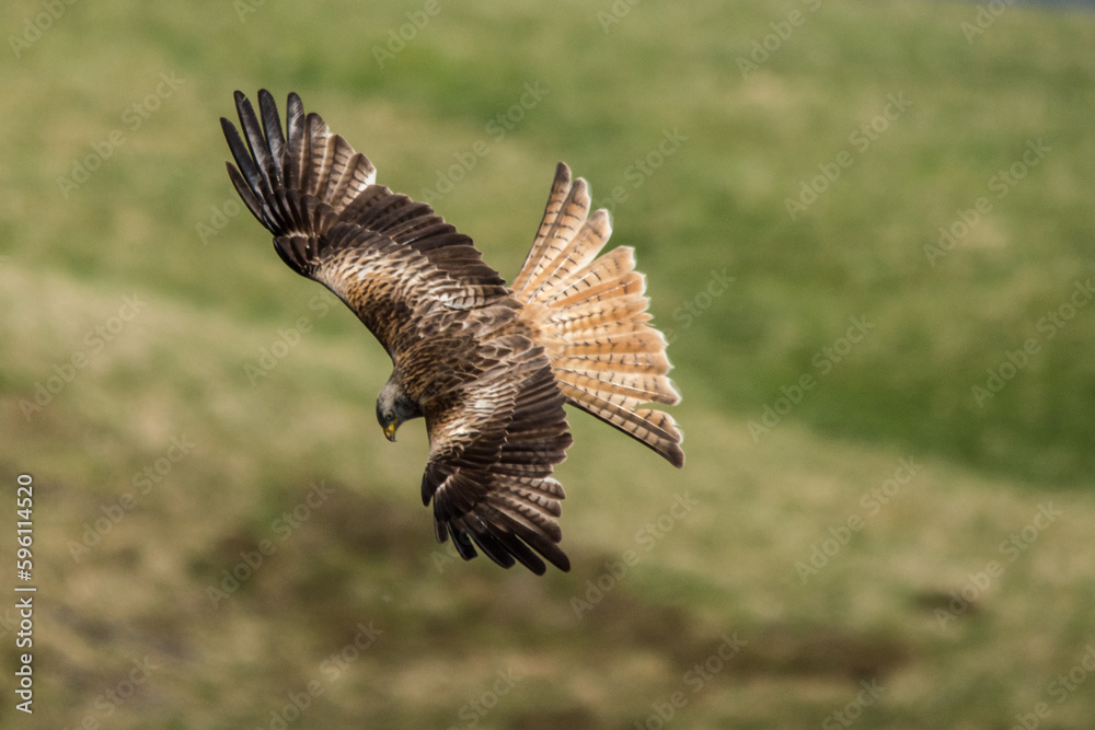 Fototapeta premium Red Kite