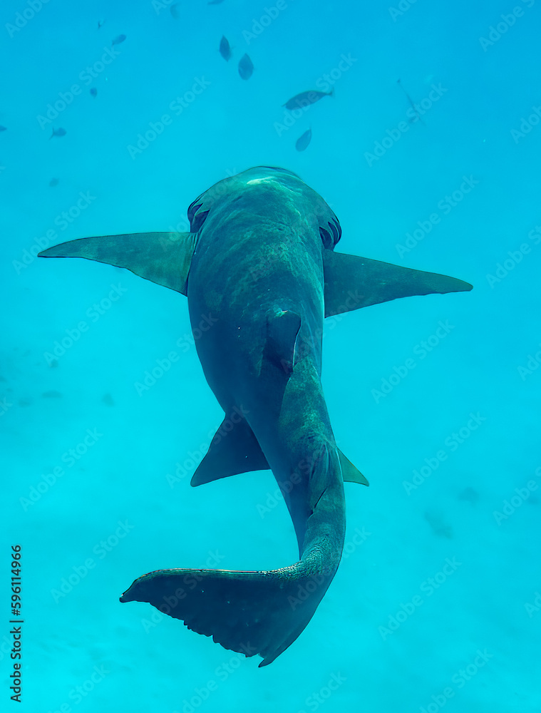 Obraz premium Shark