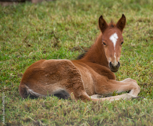 cute chestnut foal filly  colt or baby horse laying down on grass with white star on forehead and skinny blaze facial marking ears forward and looking at camera horizontal equine image room for type