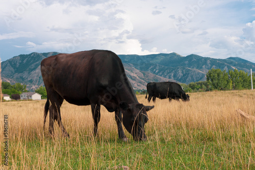 Cow and calf in pasture