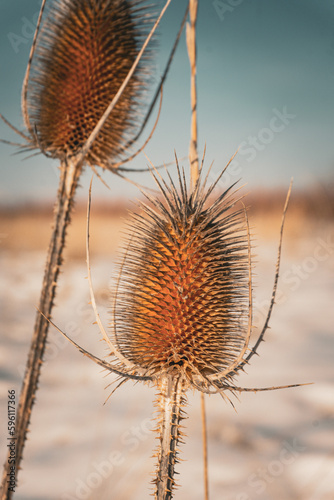 macro thistle closeup in winter field