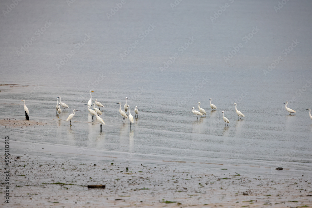 Fototapeta premium Storks in water.