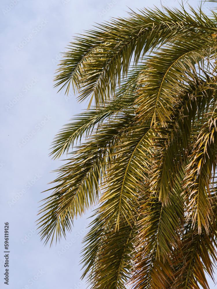 beautiful palm tree and sky