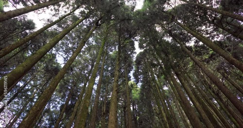 Forest landscape in alishan national forest recreation area photo