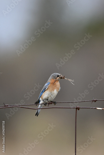 Female Eastern Bluebird sits perched on a barbed wire fence with nesting material in her beak