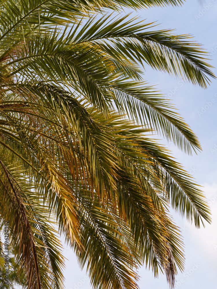 Fototapeta premium beautiful palm tree and sky