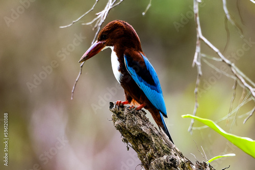 White throated kingfisher hunting. photo