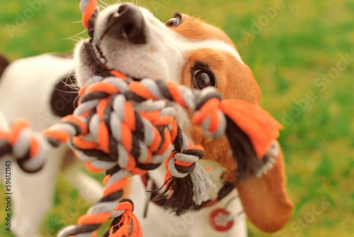 Fototapeta Naklejka Na Ścianę i Meble -  A beagle dog pulls a rope and plays tug-of-war with his master. A dog plays tug of war with a rope. Playful dog with toy. Tug of war between master and beagle dog.