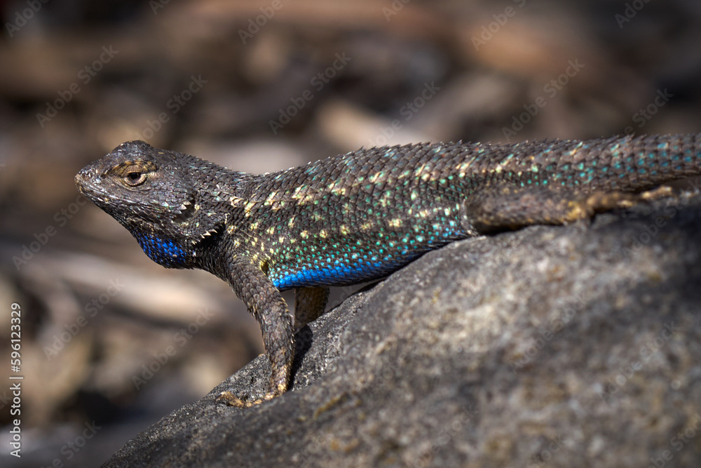 blue belly western fence lizard displaying colors blue belly western fence lizard displaying colors