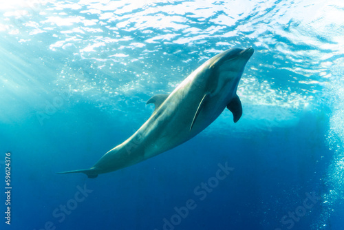 Low angle view of Dolphin swimming in large glass tank with sunlight passing through the water in Japan Aquarium. Environmental conservation and underwater mammal sea life concept.