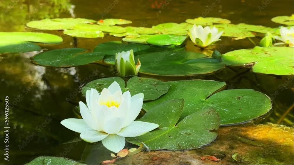 Beautiful Lily Lotus Flowers and Leaves in Calm Water Beautiful Lily Lotus Flowers and Leaves in Calm Water