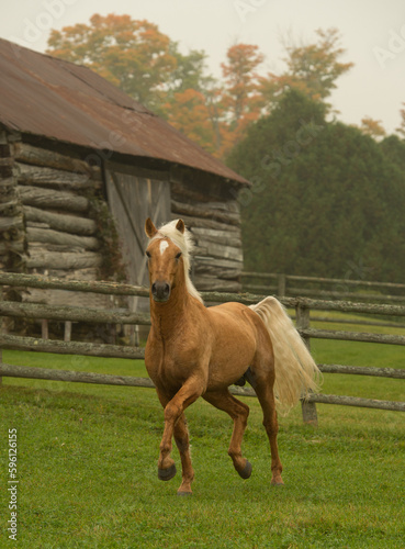 Fotografie palomino colored connemara stallion free running in field of green grass and tre