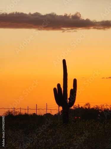 Saguaro sunset