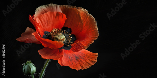 Red poppy symbol emblem for World War Victims Remembrance Day. Red poppy flowers, black background. Illustration generated by Ai