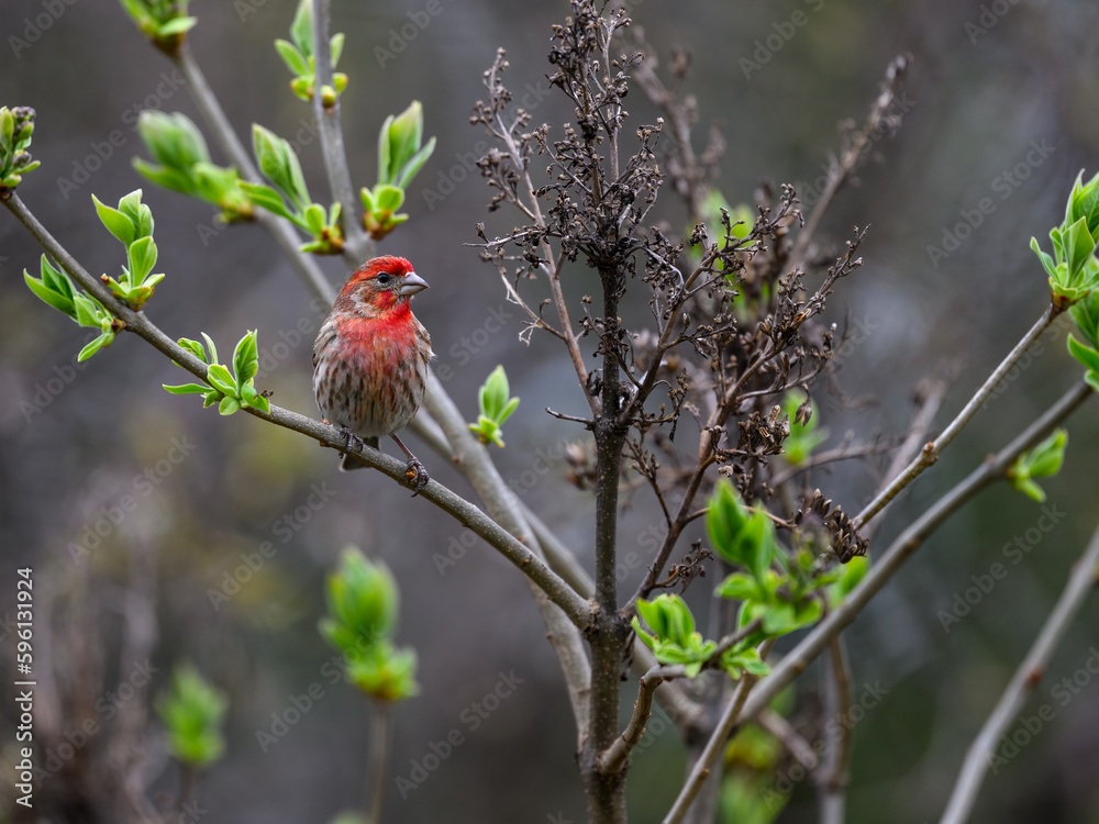 Male House Finch on tree branch in Spring Male House Finch on tree branch in Spring