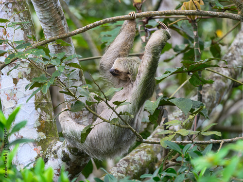 Fototapeta Naklejka Na Ścianę i Meble -  Three-toed sloth foraging in tree