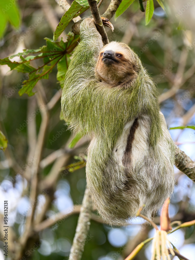 Fototapeta premium Three-toed sloth foraging in tree