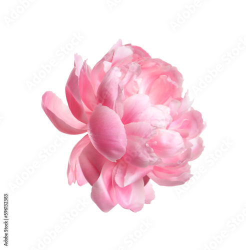 Beautiful pink peony flower isolated on white