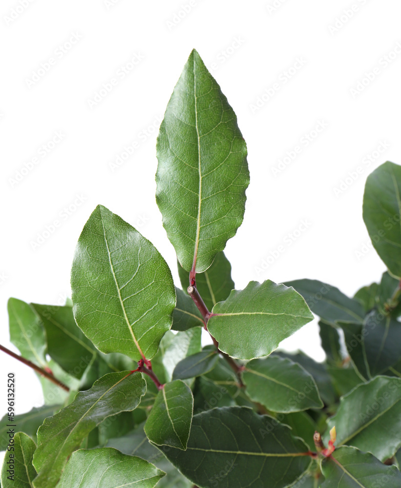 Branches with bay leaves isolated on white Branches with bay leaves isolated on white