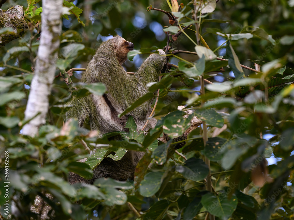 Three-toed sloth foraging in tree