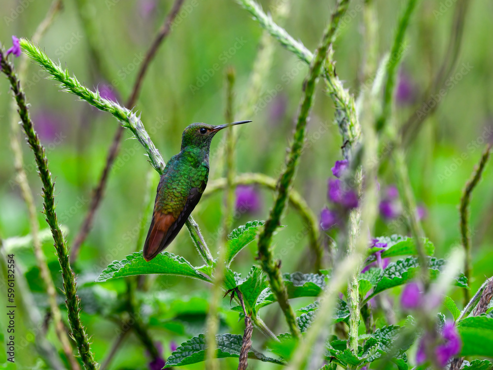 Rufous-tailed Hummingbird resting on a plant stem Rufous-tailed Hummingbird resting on a plant stem