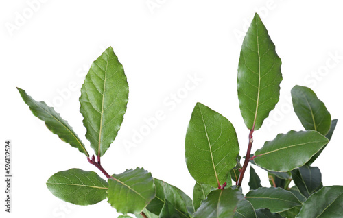 Branches with bay leaves isolated on white, closeup