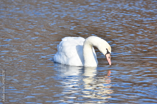 Fototapeta Naklejka Na Ścianę i Meble -  white swan on the water