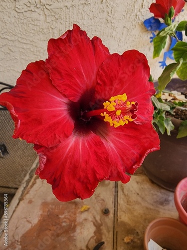 red hibiscus flower