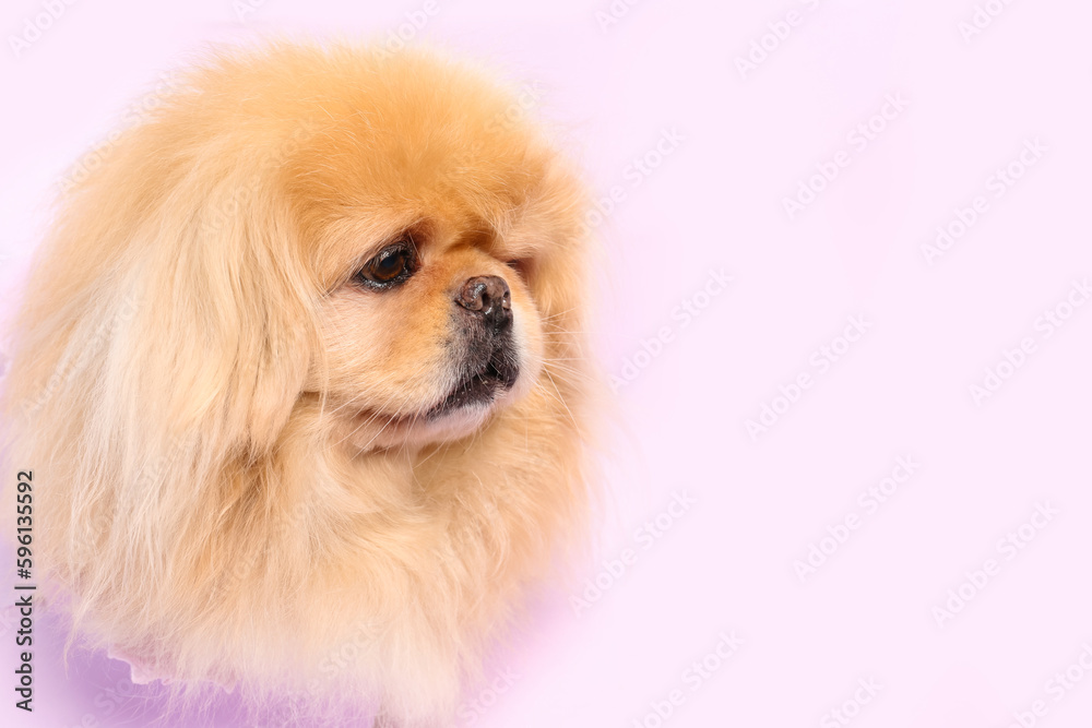 Cute fluffy dog looking out of hole in lilac paper Cute fluffy dog looking out of hole in lilac paper