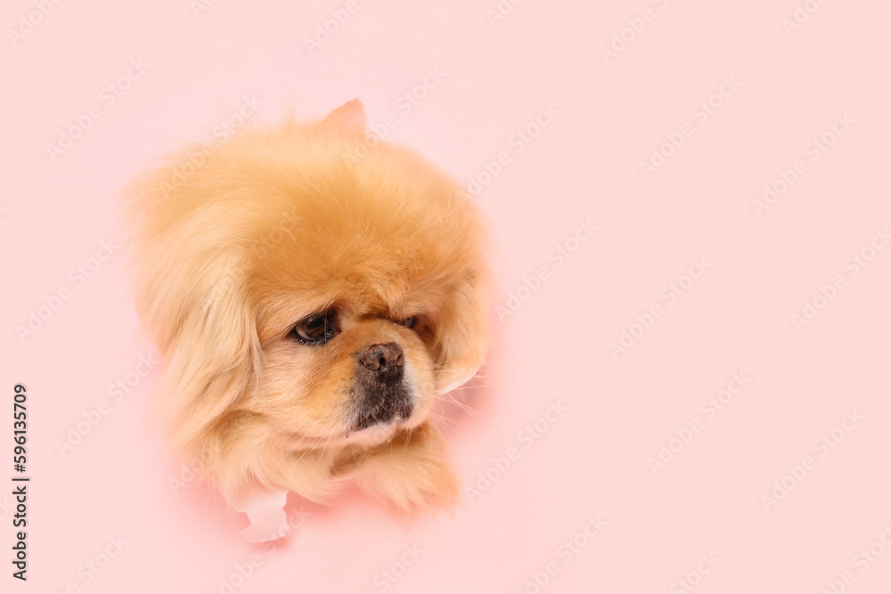 Cute fluffy dog looking out of hole in torn pink paper Cute fluffy dog looking out of hole in torn pink paper