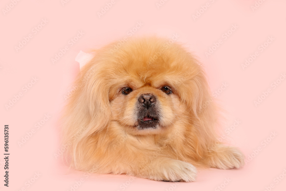 Cute fluffy dog on pink background Cute fluffy dog on pink background