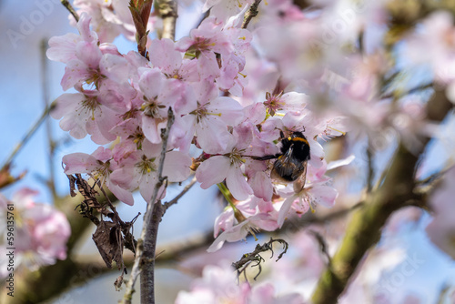 Bumblebee pollinating cherry tree flower