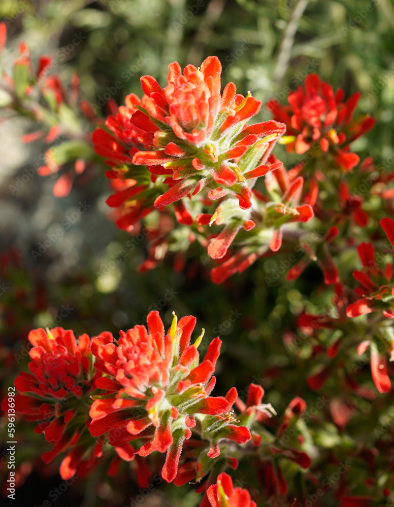 Macro of Large Red Indian Paintbrush Wildflowers near Lake Folsom, California, Super bloom 2 Macro of Large Red Indian Paintbrush Wildflowers near Lake Folsom, California, Super bloom 2