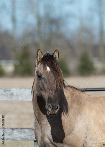 close up headshot portrait of a kiger mustang horse purebred kiger mustang domesticated dunn colored horse  with black mane trees  in background horizontal equine image room for type horse in corral