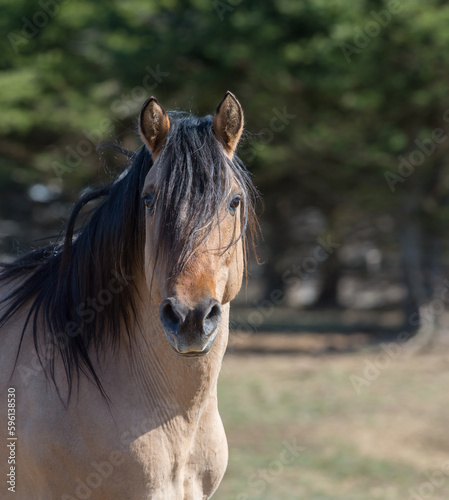 close up headshot portrait of a kiger mustang horse purebred kiger mustang domesticated dunn colored horse  with black mane trees  in background horizontal equine image room for type horse in corral photo