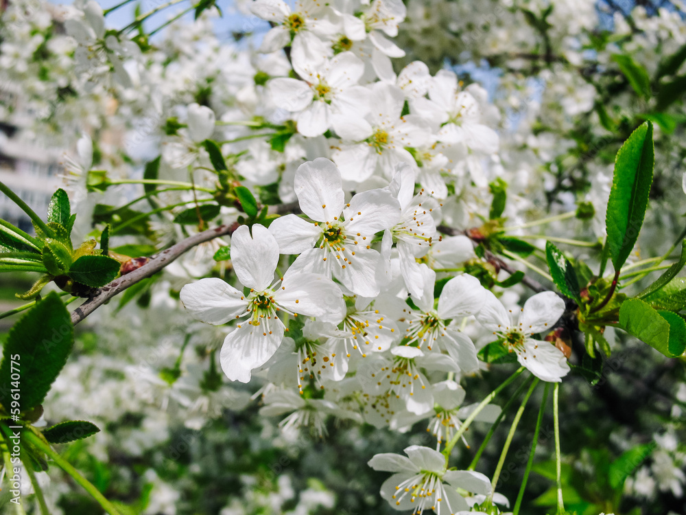Blossoming sakura white color, white cherry flowers, spring photo Blossoming sakura white color, white cherry flowers, spring photo