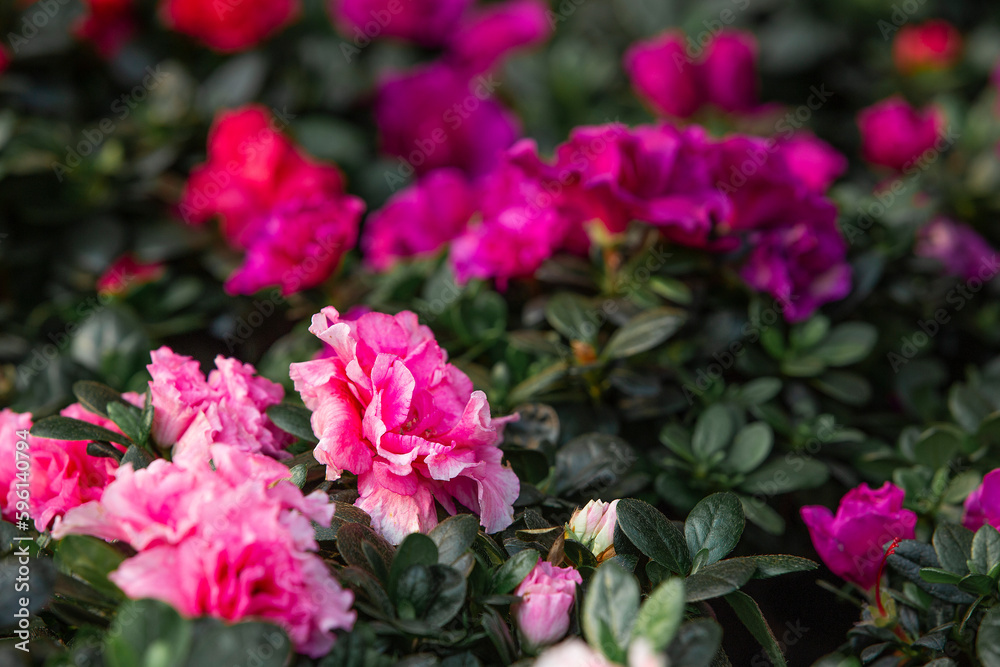 Rhododendron flowers in the garden, stock image. Rhododendron flowers in the garden, stock image.