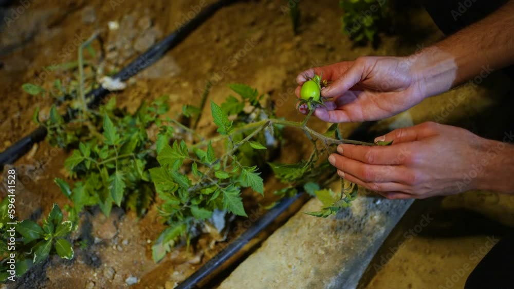 Gardener's hand showing a green vegetable plant Gardener's hand showing a green vegetable plant