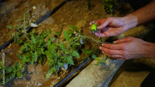 Gardener's hand showing a green vegetable plant