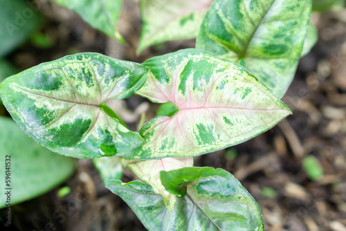Closeup Syngonium ‘Maria Allusion’ in the garden, selective fucus