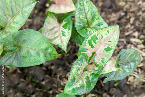Closeup Syngonium ‘Maria Allusion’ in the garden, selective fucus