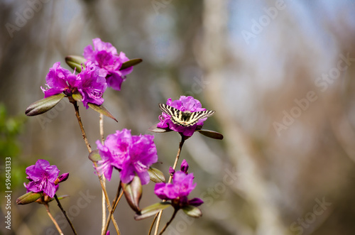 Luehdorfia puziloi butterfly on rhododendron
