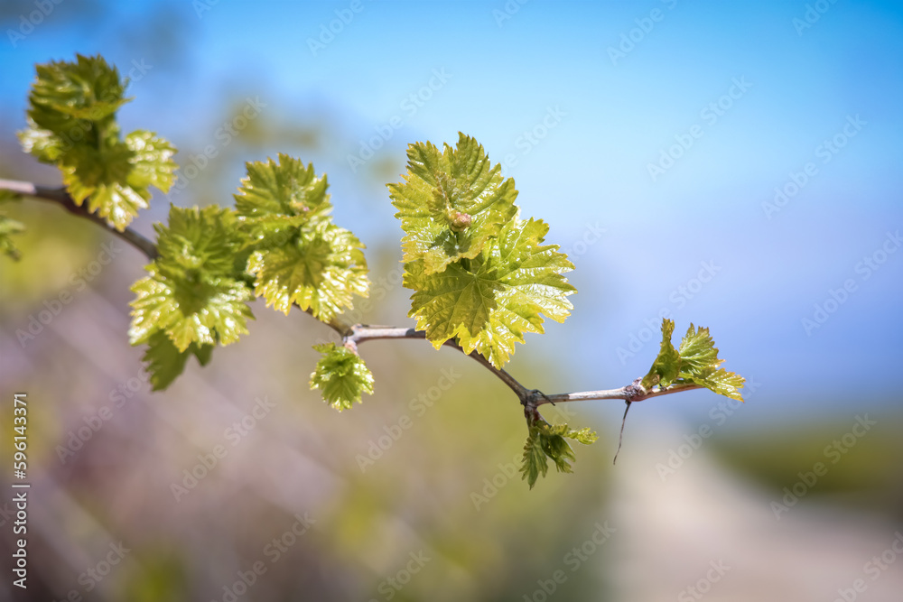 Close up view of grape leaves in Vineyard Close up view of grape leaves in Vineyard