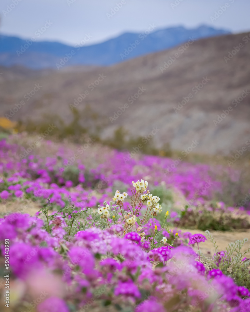 Wildflower bloom including primrose , Desert Verbena in Anza Borrego desert state park Wildflower bloom including primrose , Desert Verbena in Anza Borrego desert state park