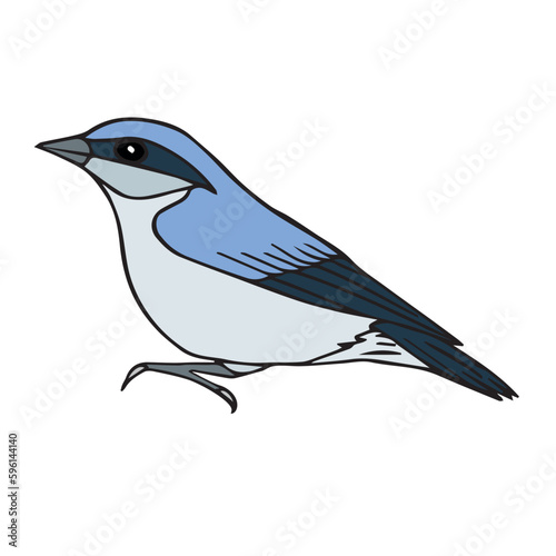 Vector hand drawn doodle sketch colored nuthatch bird isolated on white background